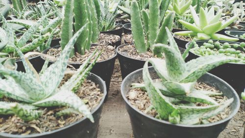 High angle view of succulent plants in pot