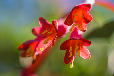 Close-up of red flowering plant