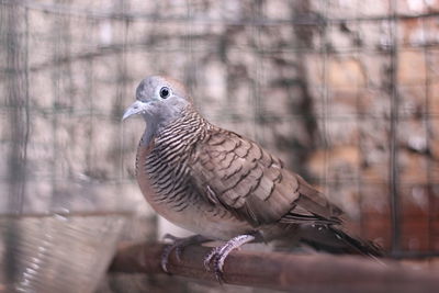 Turtledoves closeup photography