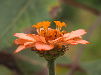 Close-up of orange flower