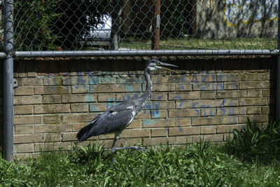 View of bird perching on fence