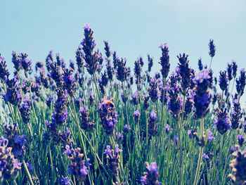 Close-up of purple flowering plants on field against blue sky