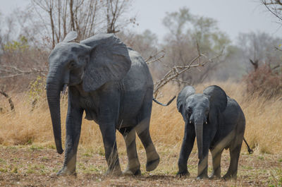 African elephant mother walking with young child in pednjari national park, benin, africa