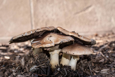 Close-up of mushroom on field