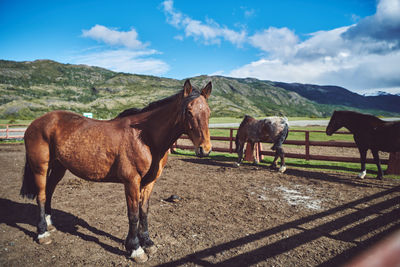 Horses standing in ranch against sky in patagonia