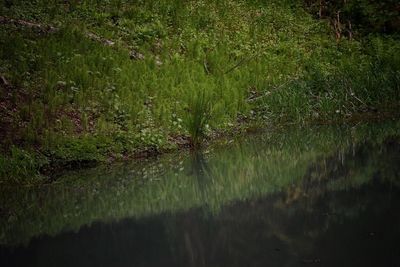 Scenic view of forest