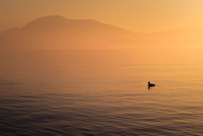 Silhouette bird swimming in lake against sky during sunset