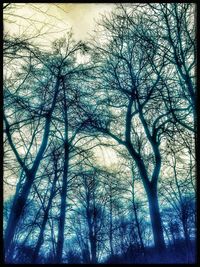 Low angle view of bare trees against sky