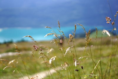 Close-up of flowering plants on field against sky