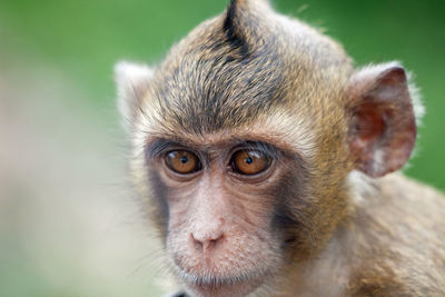 Close-up of monkey