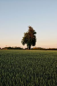 Scenic view of agricultural field against clear sky