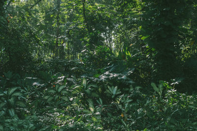 Trees growing in forest