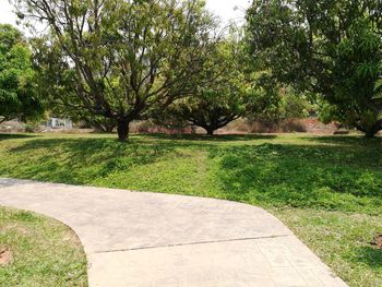 Trees in park against sky