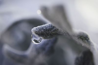 Close-up of water drops on leaf