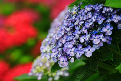 Close-up of purple flowers