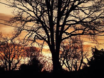 Silhouette of bare trees against sunset sky