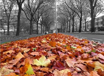 Autumn leaves on snow covered landscape