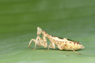 Close-up of insect