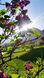 Scenic view of flowering plant against bright sun