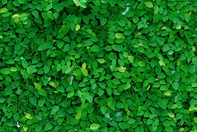 Full frame shot of plants growing on field