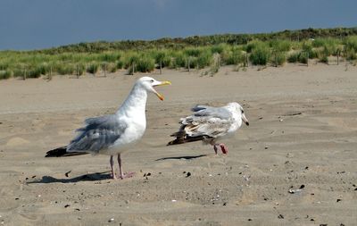Seagulls on sand at beach