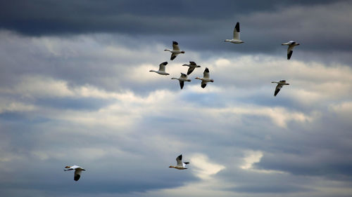 Low angle view of seagulls flying against sky