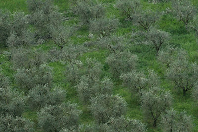 View of trees in forest