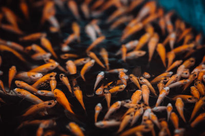 Full frame shot of fish in water