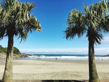 Palm trees on beach against blue sky