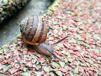 Close-up of snail