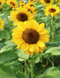 Close-up of yellow flowering plant on field