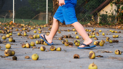 Low section of feet walking through fallen apples