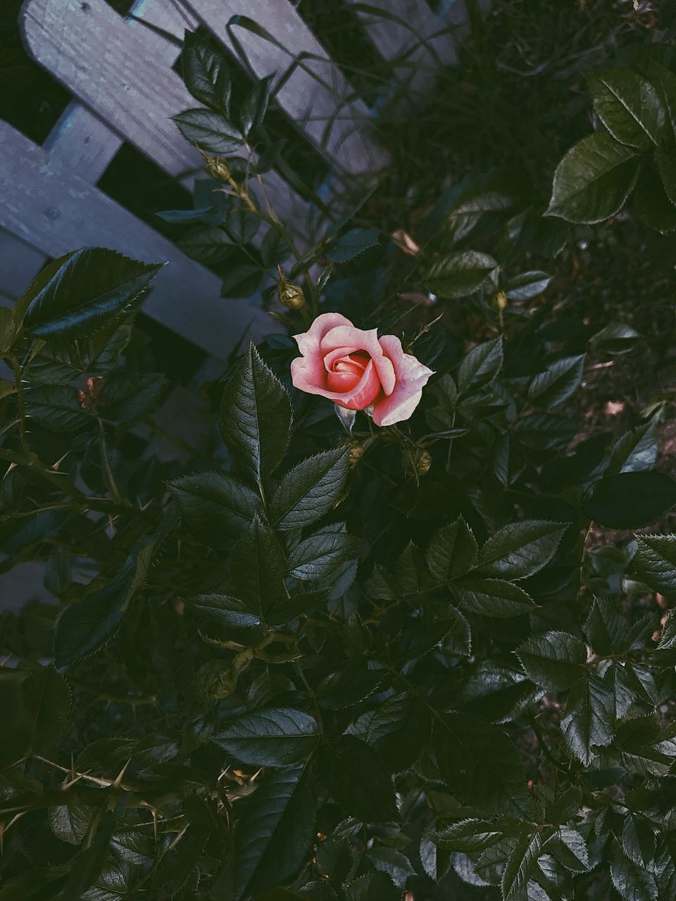 CLOSE-UP OF ROSE ROSES