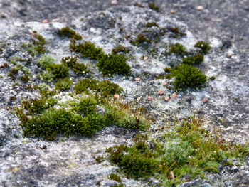 Close-up of frozen tree on field