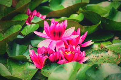 Close-up of pink lotus water lily in pond