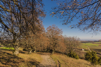 Trees on field against clear sky during autumn