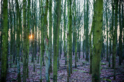 Panoramic shot of trees growing in forest