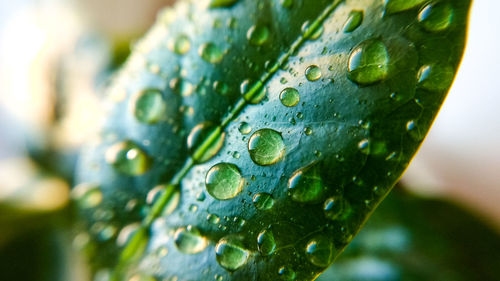 Close-up of raindrops on leaf