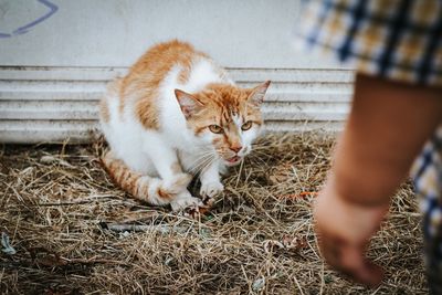 An angry kitty looks twards a small child who may want to pet it