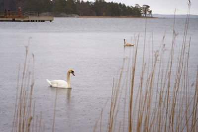 Swan floating on lake