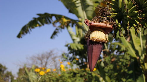 Raw bananas and banana blossom