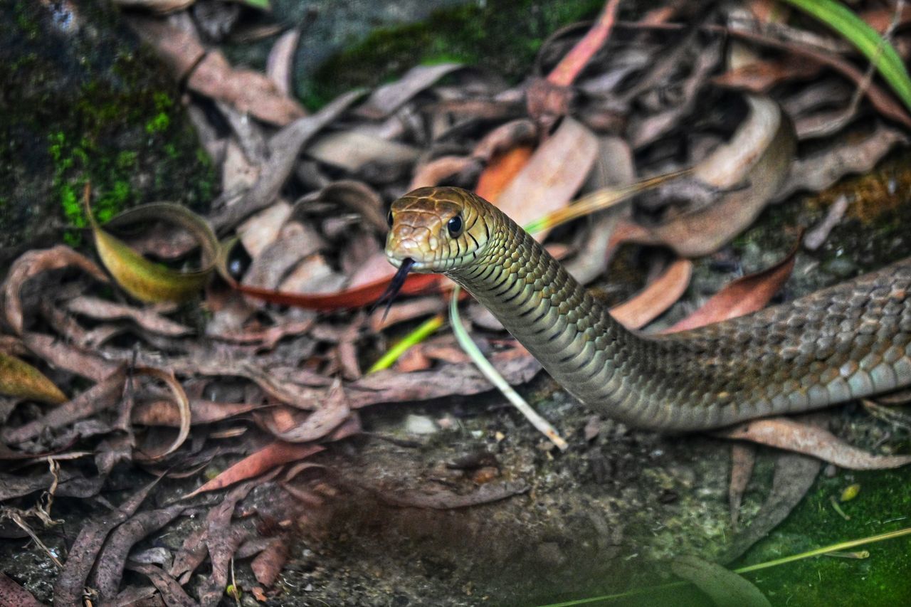 animal themes, animal, animal wildlife, wildlife, reptile, one animal, wall lizard, nature, no people, plant, tree, forest, land, plant part, outdoors, snake, lizard, day, jungle, leaf, animal body part, environment, close-up