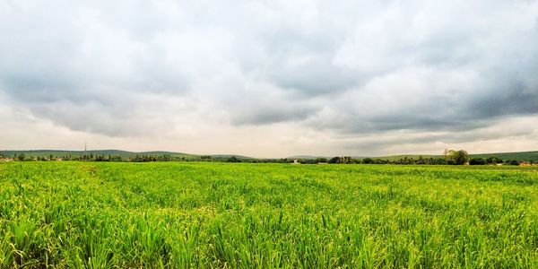 Scenic view of agricultural field against sky