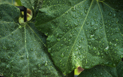 Close-up of wet plant leaves during rainy season