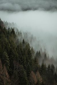 Pine trees in forest during foggy weather