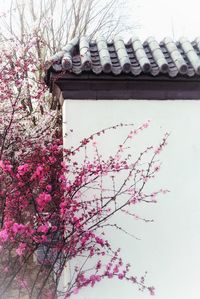 Low angle view of pink flowering plant against building