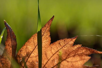 Close-up of dried maple leaf on plant