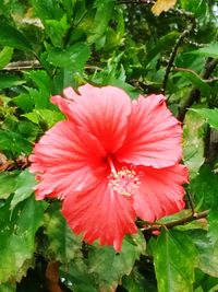 Close-up of red hibiscus flower