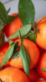 Close-up of orange chili peppers on plant