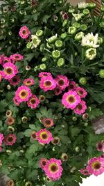 Close-up high angle view of flowers